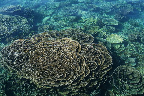 Coral Bay 2-Hour Coral Viewing And Snorkeling - Events Australia 1