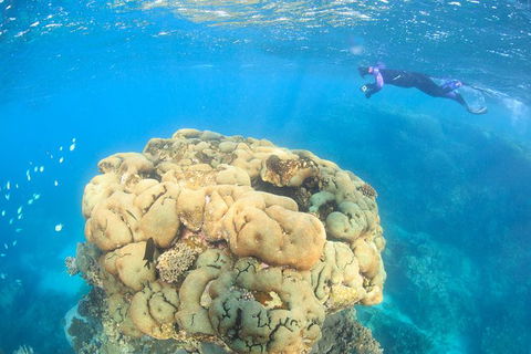 Coral Bay 2-Hour Coral Viewing And Snorkeling - Events Australia 4