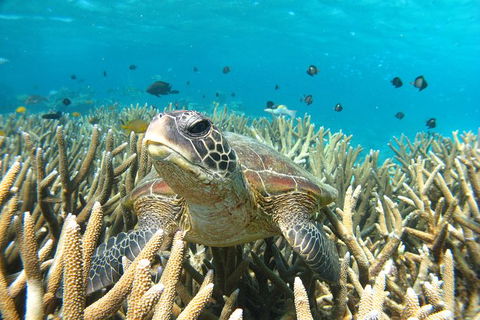 Coral Bay 3-Hour Turtle Ecotour - Events Australia 0
