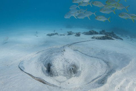 Coral Bay 3-Hour Turtle Ecotour - Events Australia 2