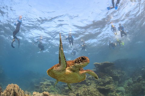 Coral Bay 3-Hour Turtle Ecotour - Events Australia 4
