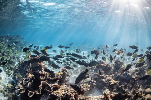 Coral Bay 3-Hour Turtle Ecotour - Events Australia 5