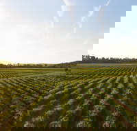 Snapshot Half Day Winery Tour - Events Australia