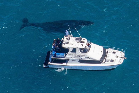 Humpback Whale Safari - Accommodation Europe 2