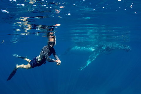 Humpback Whale Safari - Accommodation Europe 1
