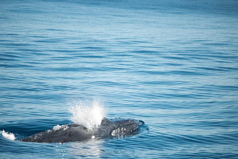 Humpback Whale Safari - Accommodation Europe 4