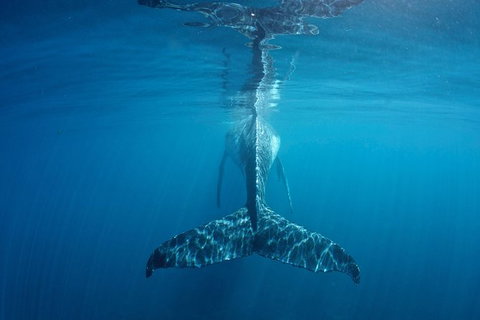 Humpback Whale Safari - Accommodation Europe 5