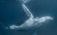 Humpback Whale Safari - thumb 0