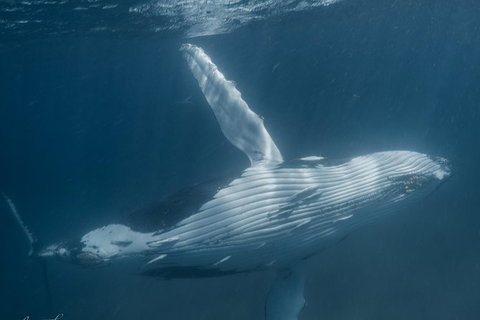 Humpback Whale Safari - Accommodation Europe 0