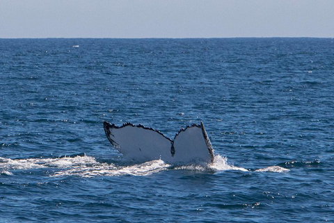 Humpback Whale Safari - Accommodation Europe 3