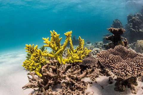Coral Bay 1-Hour Coral Viewing - Accommodation Europe 4