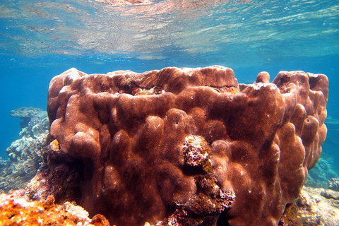 Coral Bay 1-Hour Coral Viewing - Accommodation Europe 5