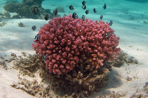 Coral Bay 1-Hour Coral Viewing - Accommodation Europe 2