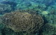 Coral Bay 1-Hour Coral Viewing - thumb 6