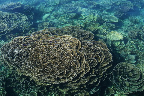 Coral Bay 1-Hour Coral Viewing - Accommodation Europe 6