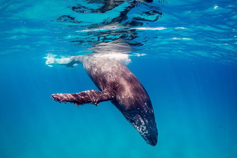 Life On Ningaloo Swimming Tour In Exmouth - Events Australia 5
