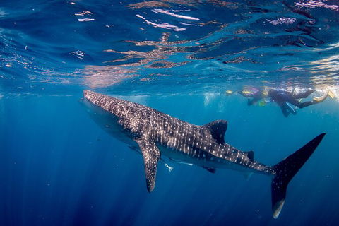 Life On Ningaloo Swimming Tour In Exmouth - Events Australia 2