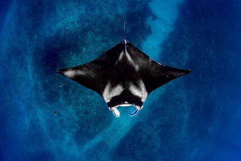 Life On Ningaloo Swimming Tour In Exmouth - Events Australia 3