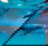 Life on Ningaloo Swimming Tour in Exmouth - Events Australia