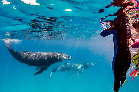 Life On Ningaloo Swimming Tour In Exmouth - Events Australia 0