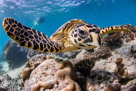 Life On Ningaloo Swimming Tour In Exmouth - Events Australia 1