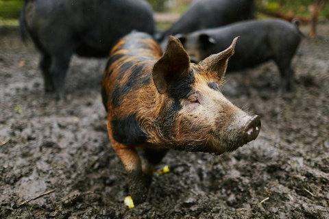 Three Day Charter Margaret River Region (inbound Melbourne Travelers) - Events Australia 8