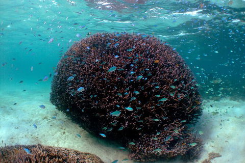 5 Night Ningaloo Reef Ningaloo Escape From Coral Bay - Tourism Bookings 3