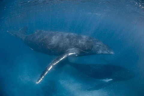 Full-Day Whale Watching Snorkeling And Swimming At Coral Bay - Accommodation Europe 6