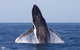 Full-Day Whale Watching Snorkeling And Swimming At Coral Bay - thumb 0