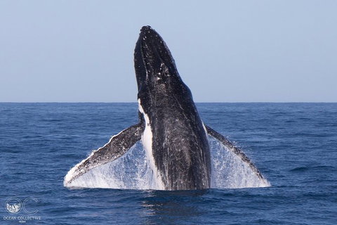Full-Day Whale Watching Snorkeling And Swimming At Coral Bay - Accommodation Europe 0