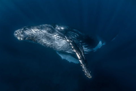 Full-Day Whale Watching Snorkeling And Swimming At Coral Bay - Accommodation Europe 7