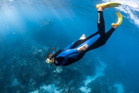 Full-Day Whale Watching Snorkeling And Swimming At Coral Bay - Accommodation Europe 2