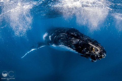 Full-Day Whale Watching Snorkeling And Swimming At Coral Bay - Accommodation Europe 4