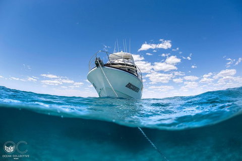 Full-Day Whale Watching Snorkeling And Swimming At Coral Bay - Accommodation Europe 3