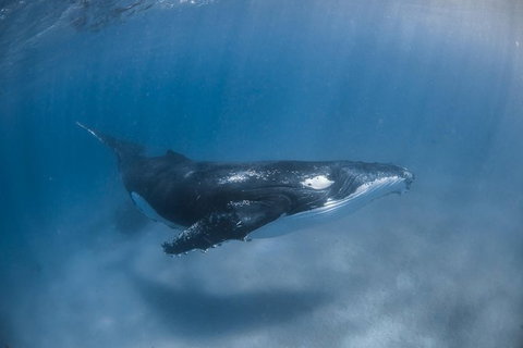 Full-Day Whale Watching Snorkeling And Swimming At Coral Bay - Accommodation Europe 5