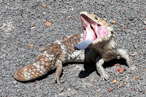 Explore Margaret Rivers\' National Parks On A Guided Cape To Cape Track Walk - Events Australia 6