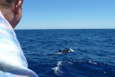 Full-Day Killer Whale Expedition From Albany - Events Australia 1