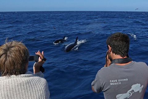 Full-Day Killer Whale Expedition From Albany - Events Australia 2
