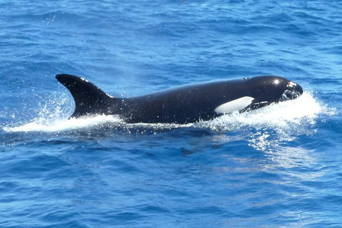 Full-Day Killer Whale Expedition From Albany - Events Australia 0