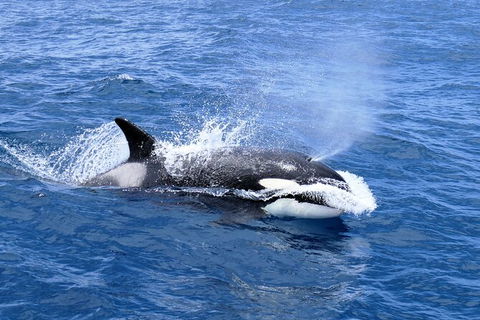 Full-Day Killer Whale Expedition From Albany - Events Australia 3