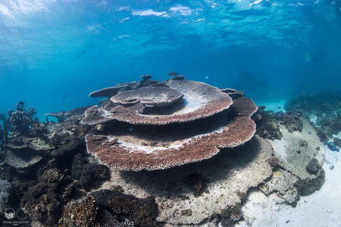 Whale Shark Adventure Tour - Accommodation Europe 7