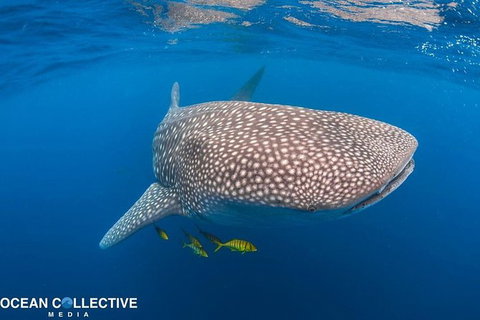 Whale Shark Adventure Tour - Accommodation Europe 11