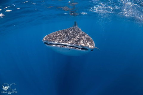 Whale Shark Adventure Tour - Accommodation Europe 1