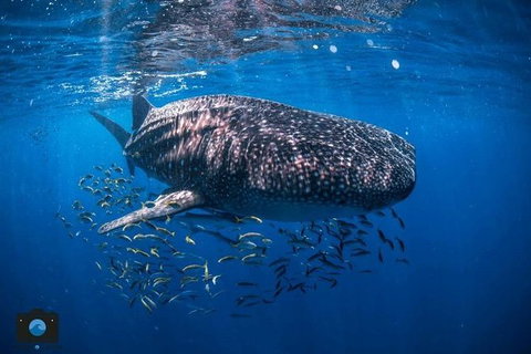 Whale Shark Adventure Tour - Accommodation Europe 2