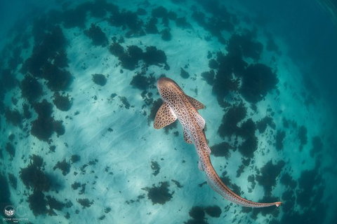 Whale Shark Adventure Tour - Accommodation Europe 3