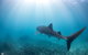 Whale Shark Adventure Tour - thumb 9