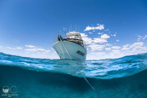 Whale Shark Adventure Tour - Accommodation Europe 10
