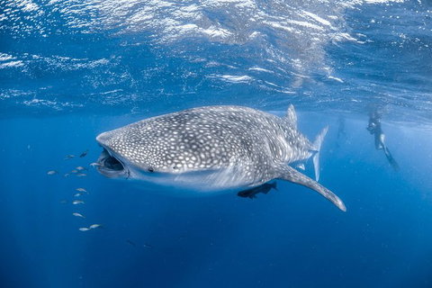 Whale Shark Adventure Tour - Accommodation Europe 0