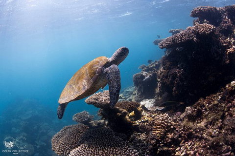 Whale Shark Adventure Tour - Accommodation Europe 4