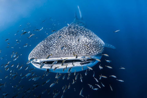 Whale Shark Adventure Tour - Accommodation Europe 8
